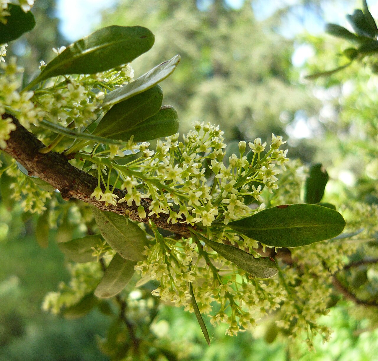 Molle: Schinus polygamus . Real Jardín Botánico de Madrid .