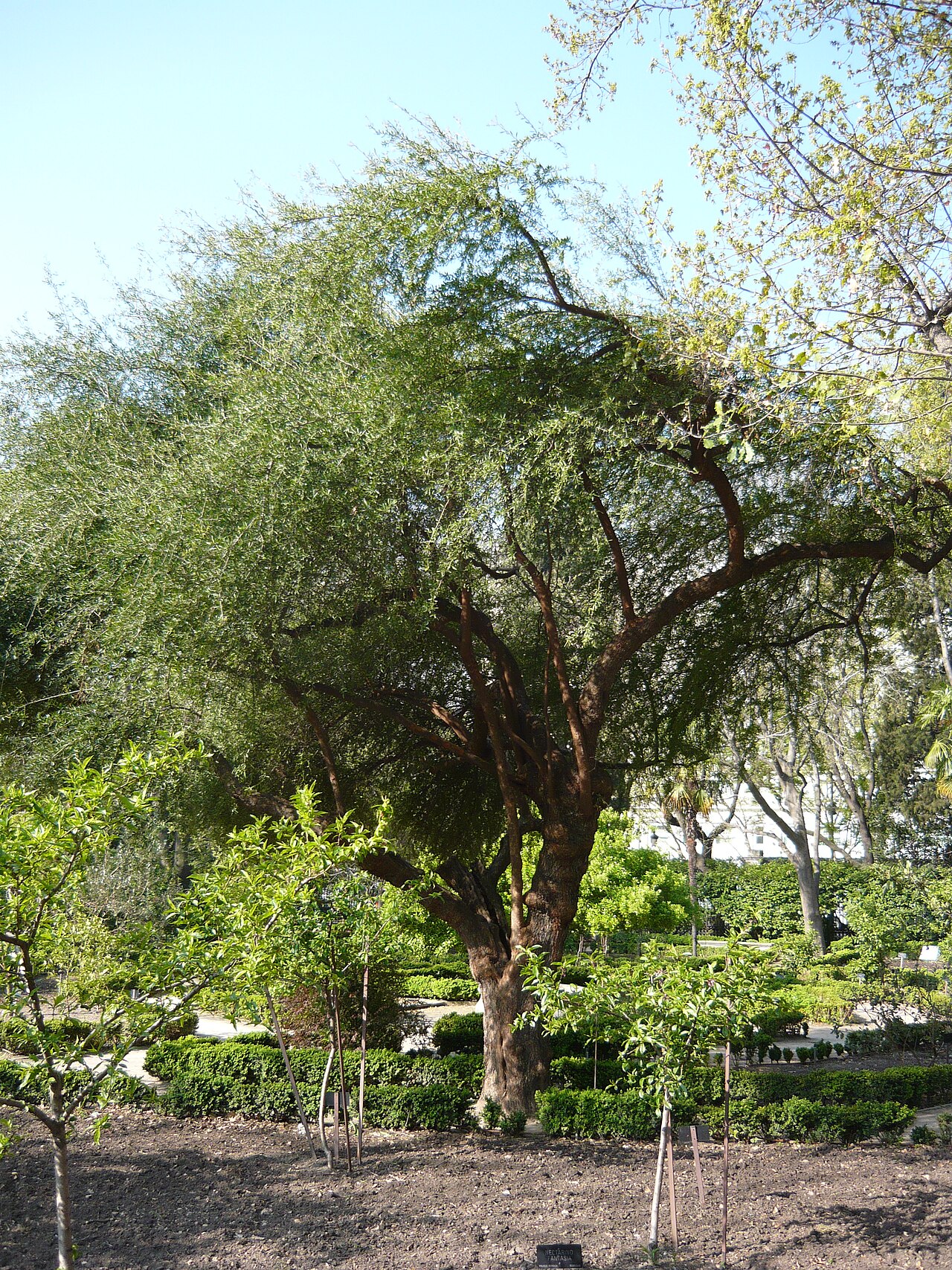 Molle: Schinus polygamus . Real Jardín Botánico de Madrid .
