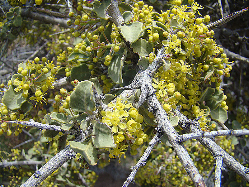 Schinus roigii: In Rio Negro Province of Argentina. In context at www.dixpix.ca/sth_cordillera/flora/sap_zyg/index.html