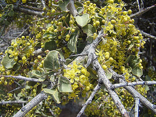 Schinus roigii: In Rio Negro Province of Argentina. In context at www.dixpix.ca/sth_cordillera/flora/sap_zyg/index.html