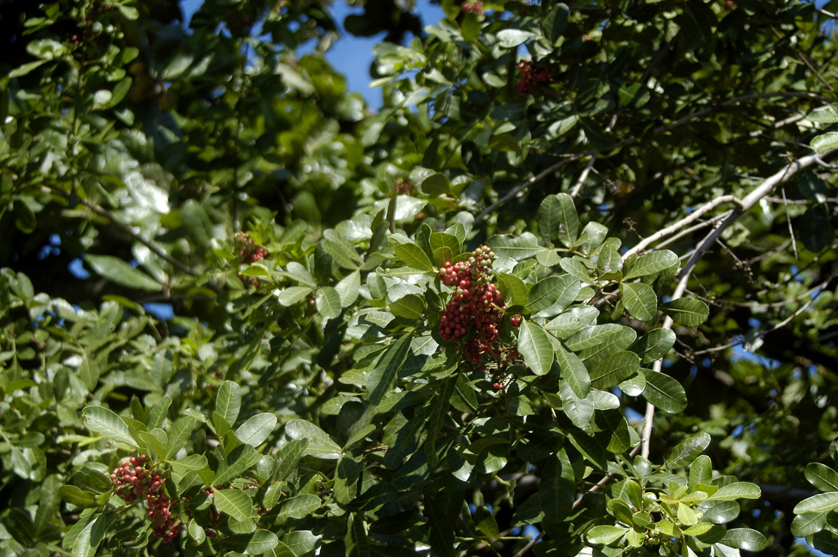 Brazilian pepper tree: Schinus terebinthifolius . Photo locations: Salvador (Itapuã), Bahia, Brasil