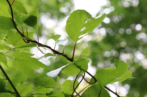 Magnolia berry (Schisandra chinensis)