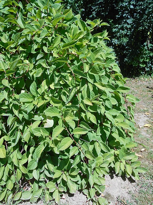 Magnolia berry: Schisandra chinensis , UMCS Botanical Garden in Lublin, Poland.