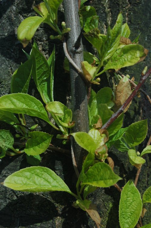 Magnolia berry: Schisandra chinensis