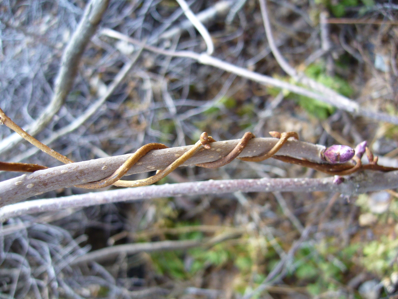 Magnolia berry: стебель лимонника китайского
