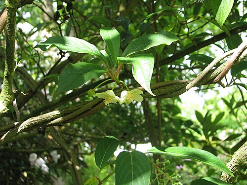 Magnolia berry: Schisandra chinensis