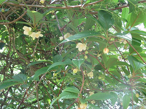 Magnolia berry: Schisandra chinensis
