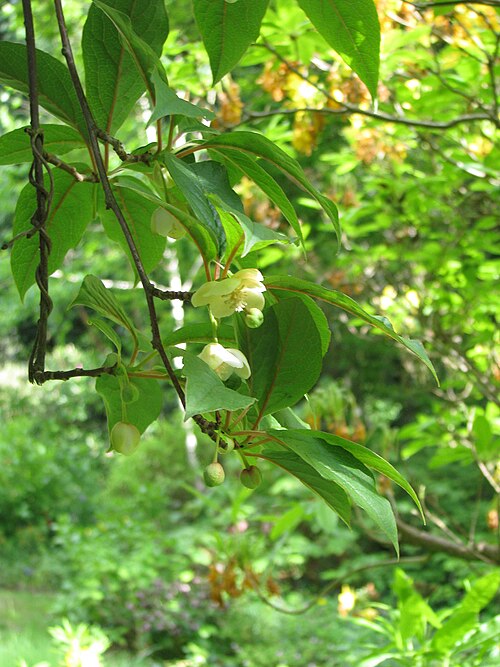 Magnolia berry: wonderful scent