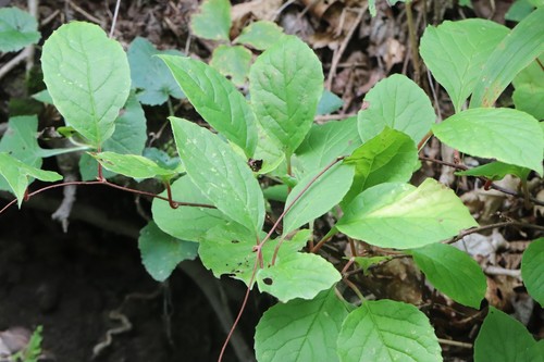 Magnolia berry (Schisandra chinensis)