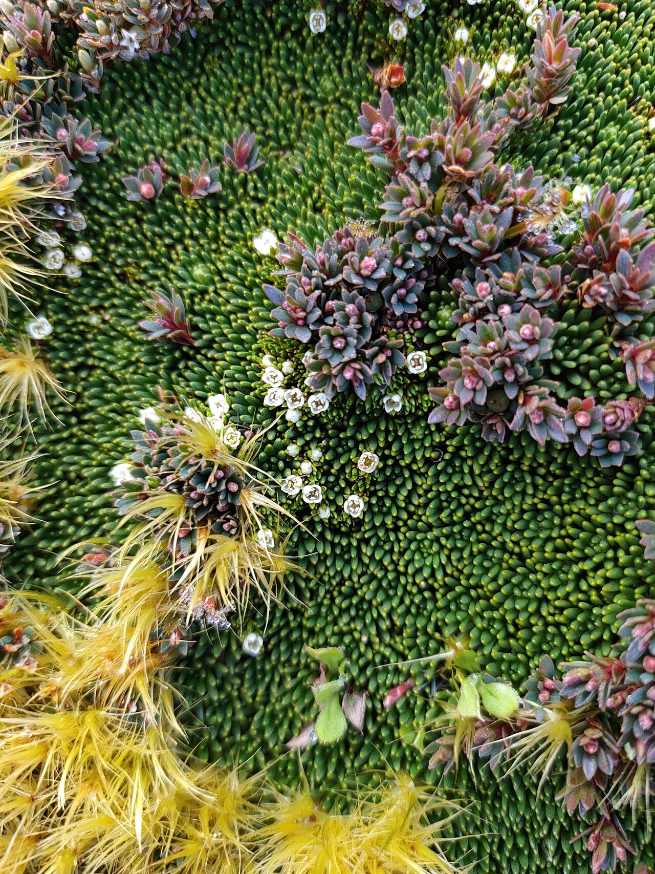 Schizacme novae-zelandiae: Schizacme novae-zelandiae in New Zealand