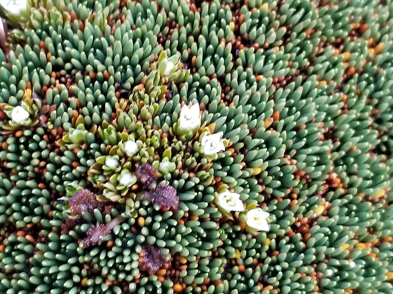 Schizacme novae-zelandiae: Schizacme novae-zelandiae in New Zealand