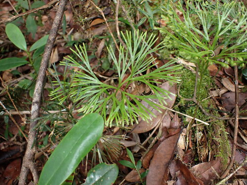 Schizaea medusa (Schizaea medusa)