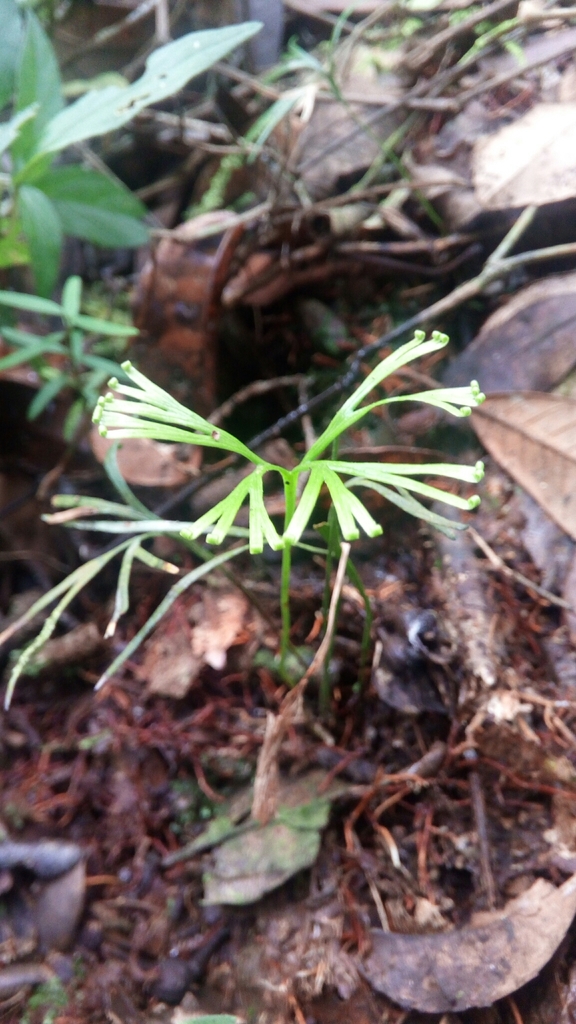 Schizaea medusa (Schizaea medusa)