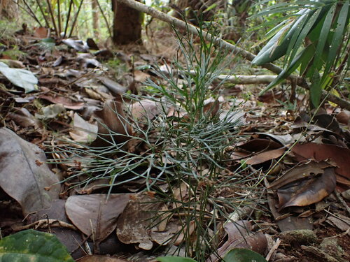 Schizaea medusa (Schizaea medusa)