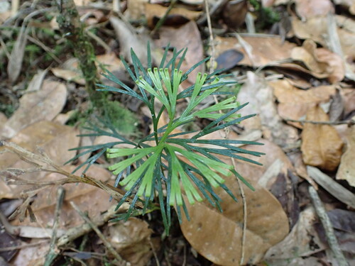 Schizaea medusa (Schizaea medusa)