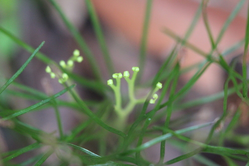 Schizaea medusa (Schizaea medusa)