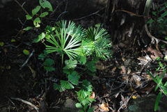 Schizaea medusa (Schizaea medusa)