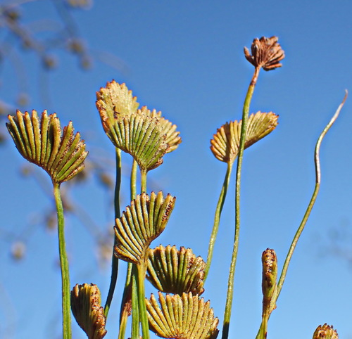 Schizaea pectinata (Schizaea pectinata)