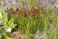 Schizaea pectinata (Schizaea pectinata)