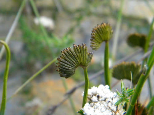 Schizaea pectinata (Schizaea pectinata)