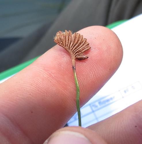 Schizaea pectinata (Schizaea pectinata)
