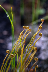 Schizaea pectinata (Schizaea pectinata)