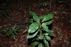 Schizomeria ovata (Schizomeria ovata)