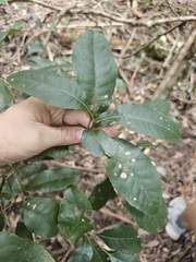 Schizomeria ovata (Schizomeria ovata)