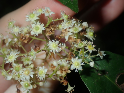 Schizomeria ovata (Schizomeria ovata)