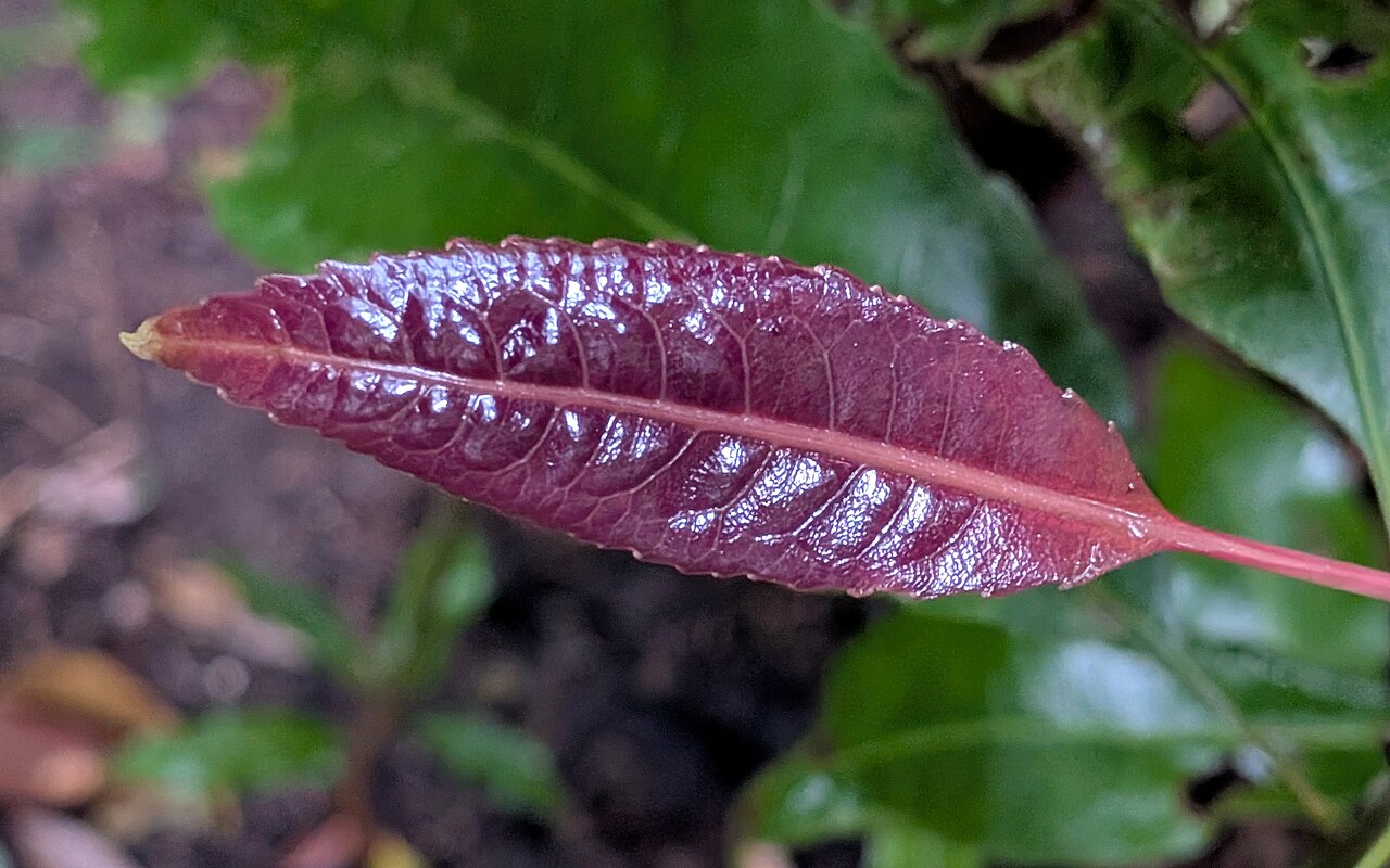 Schizomeria ovata: new spring growth of Schizomeria ovata, Browns Field, Sydney