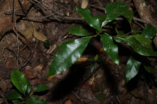 Schizomeria ovata (Schizomeria ovata)