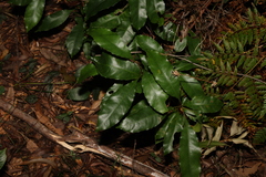 Schizomeria ovata (Schizomeria ovata)