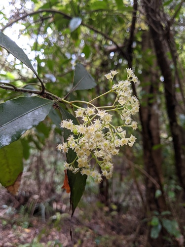 Schizomeria ovata (Schizomeria ovata)