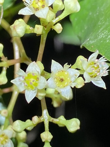 Schizomeria ovata (Schizomeria ovata)