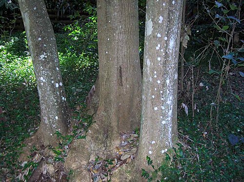 Schizomeria ovata: veteran, multistemmed Schizomeria ovata, (approximately 25 metres tall), Chatswood West, Australia