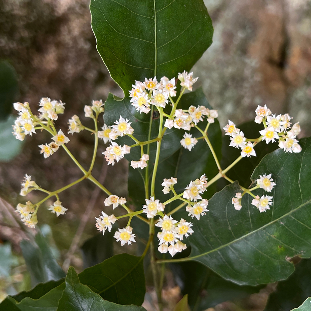 Schizomeria ovata (Schizomeria ovata)