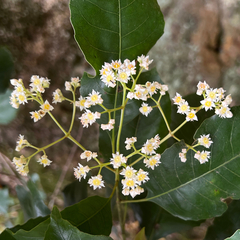 Schizomeria ovata (Schizomeria ovata)