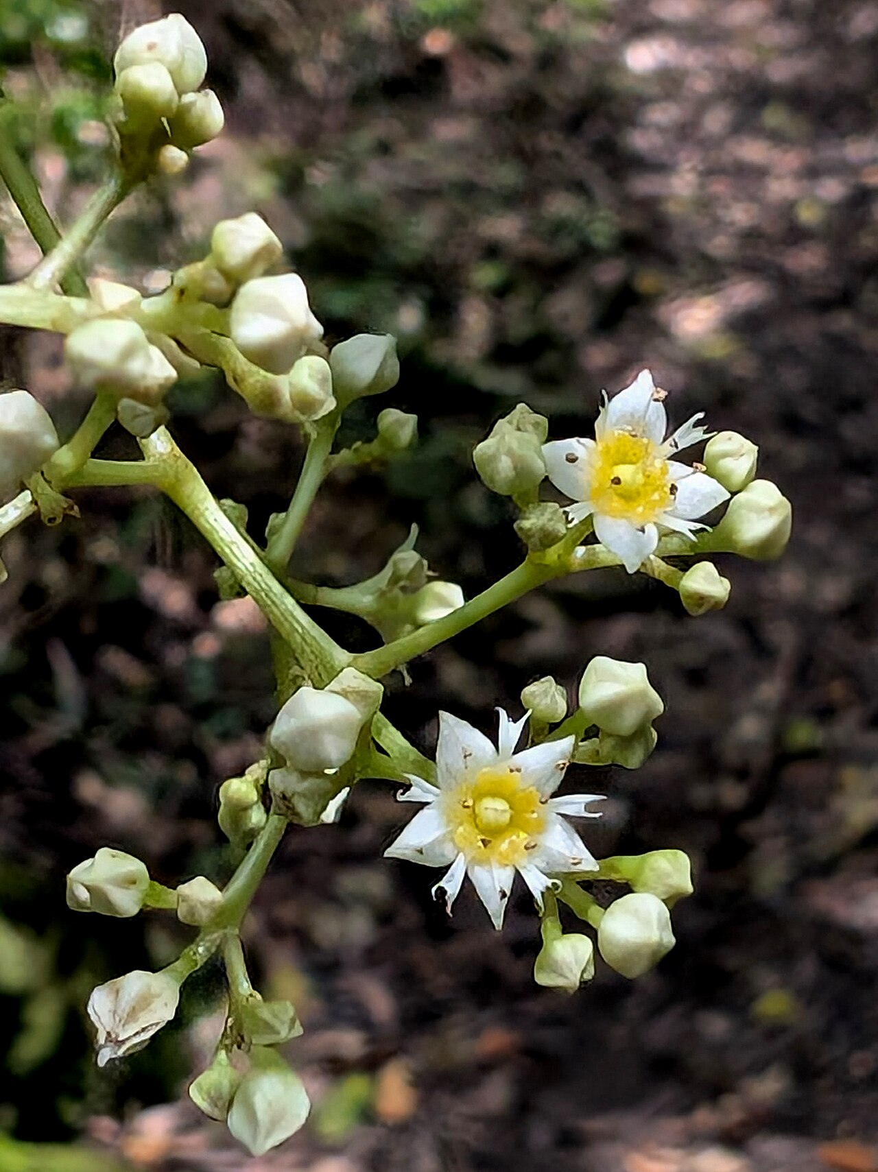 Schizomeria ovata: Schizomeria ovata flowers at Ferndale Park.jpg