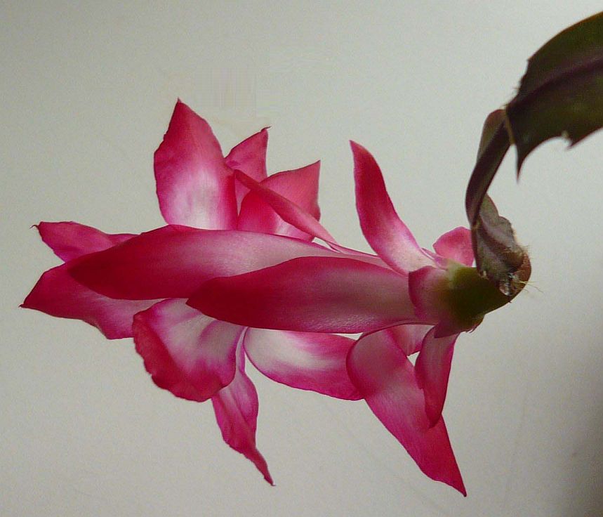 Christmas cactus