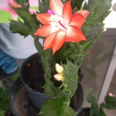Christmas cactus (Schlumbergera truncata)