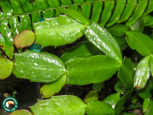 Christmas cactus (Schlumbergera truncata)