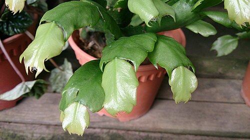 Christmas cactus: Schlumbergera sp. Common name: Christmas Cactus