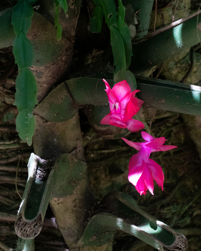 Christmas cactus (Schlumbergera truncata)