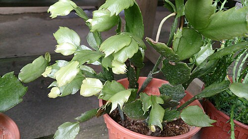 Christmas cactus: Schlumbergera sp. Common name: Christmas Cactus