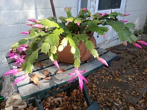 Christmas cactus: Brazilian Schlumbergera Truncata blooming in early December in Florida