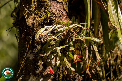 Christmas cactus (Schlumbergera truncata)