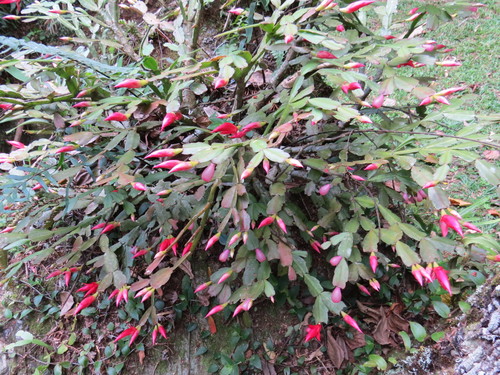 Christmas cactus (Schlumbergera truncata)