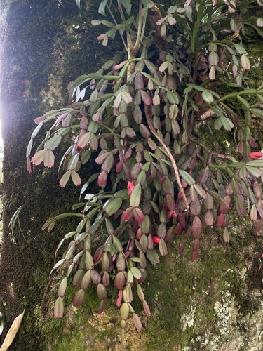 Christmas cactus (Schlumbergera truncata)