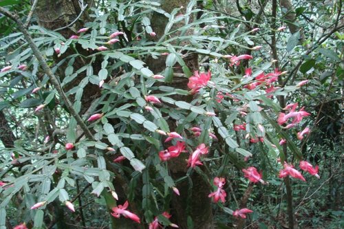 Christmas cactus (Schlumbergera truncata)