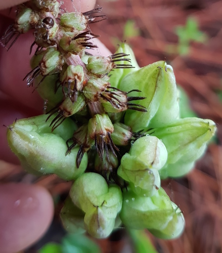 Schoenocaulon calcicola (Schoenocaulon calcicola)